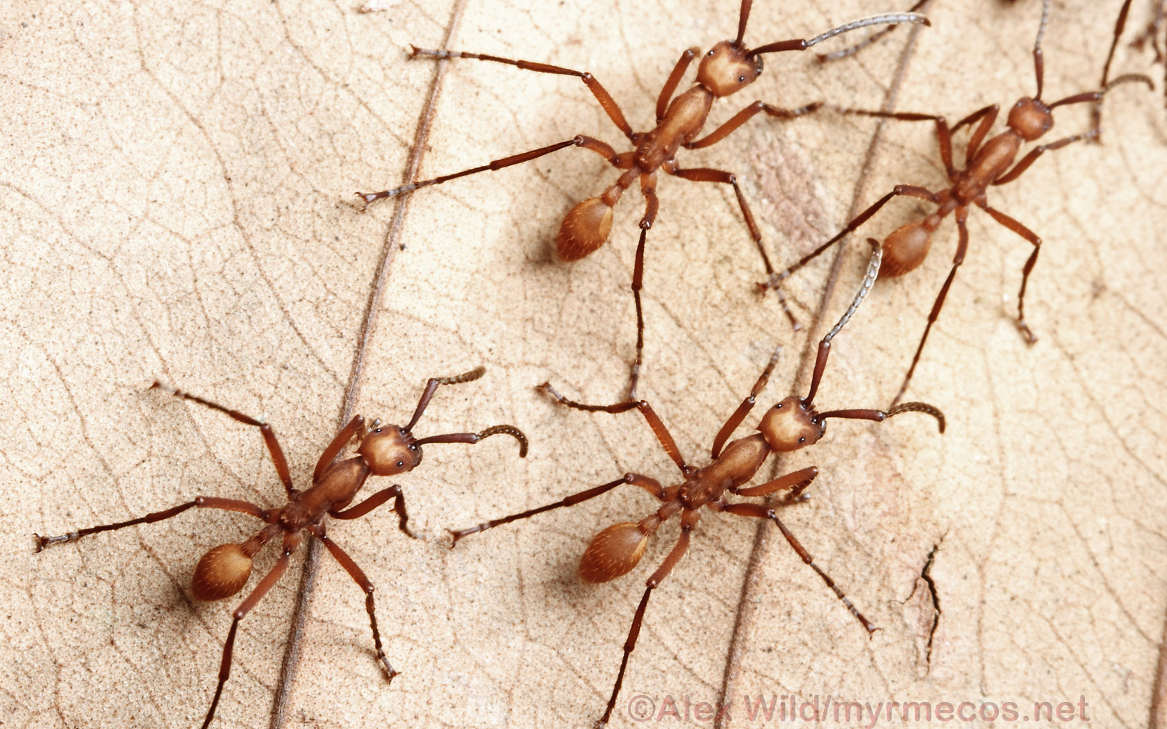 Tangle-web Spider - HD Wallpaper 