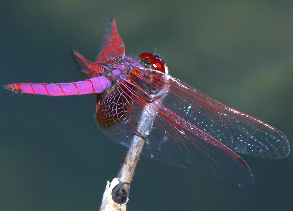 Click Here To Open A New Window With This Photo In - Dragonfly - HD Wallpaper 