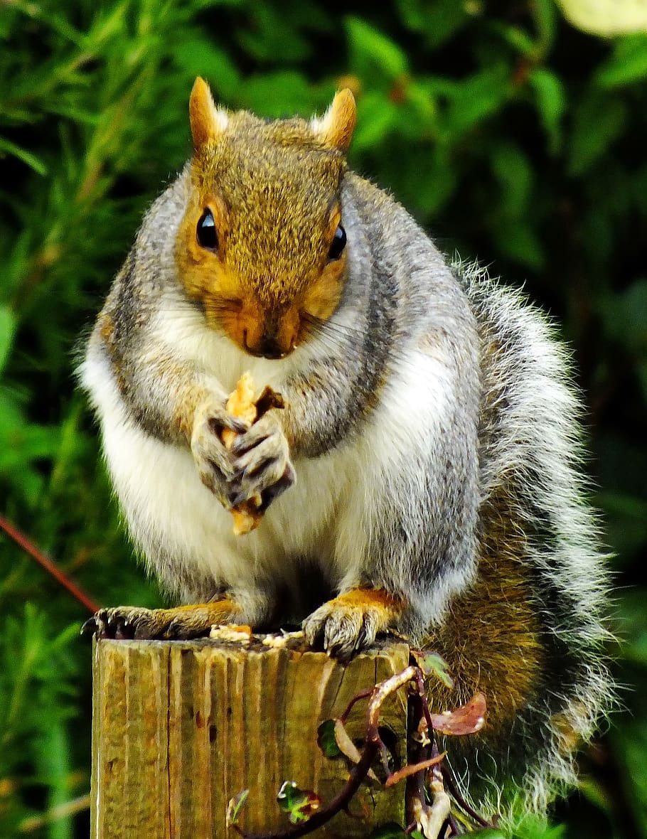 Close-up Of Squirrel Eating Outdoors, Adorable, Animal, - HD Wallpaper 