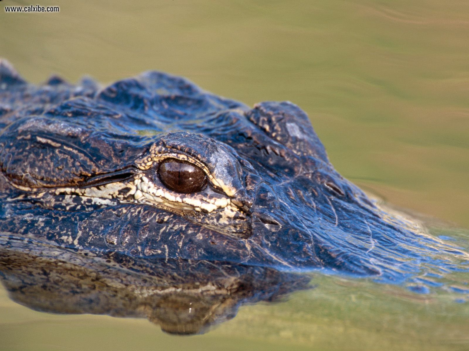American Alligator - HD Wallpaper 