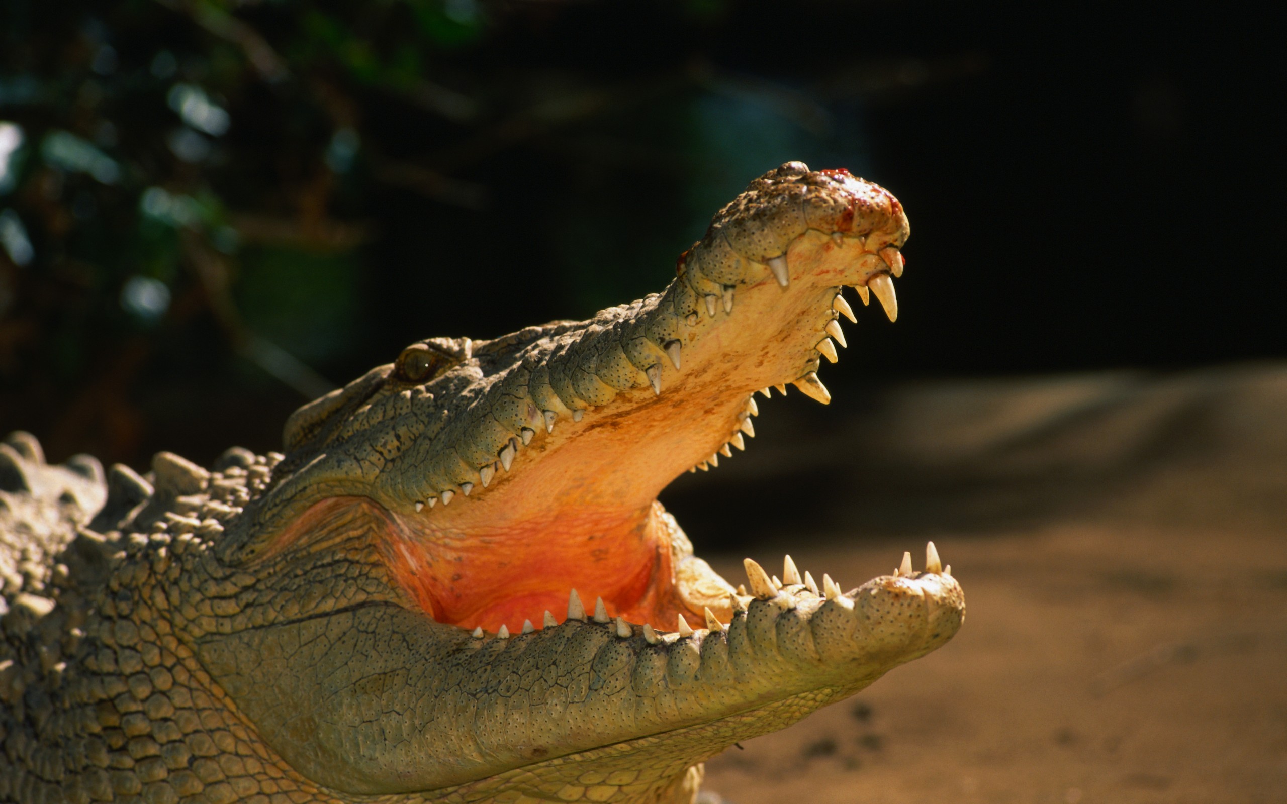 Zoo Wallpaper Hd Alligator - HD Wallpaper 