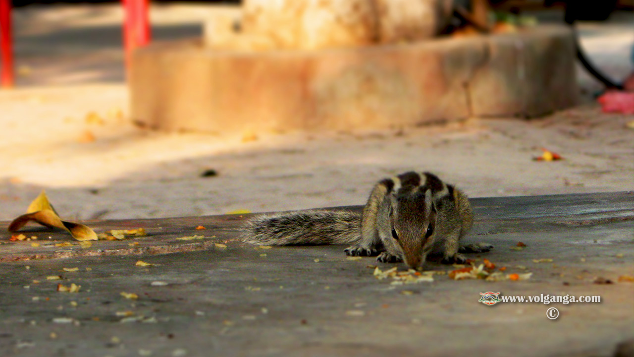Rice - House Sparrow - HD Wallpaper 