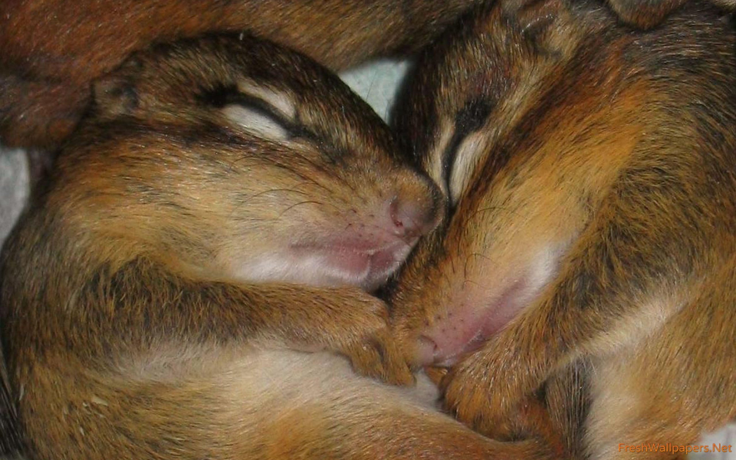 Chipmunk - HD Wallpaper 