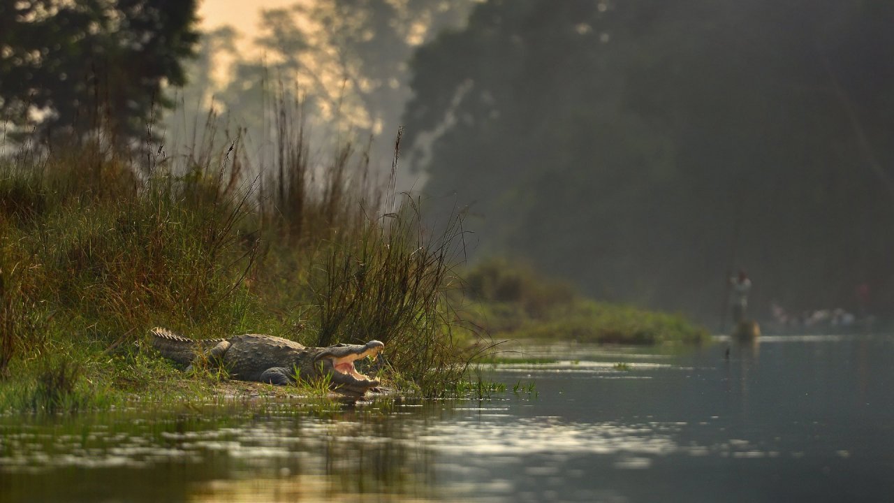 Hd Wallpapers Of Chitwan National Park - HD Wallpaper 