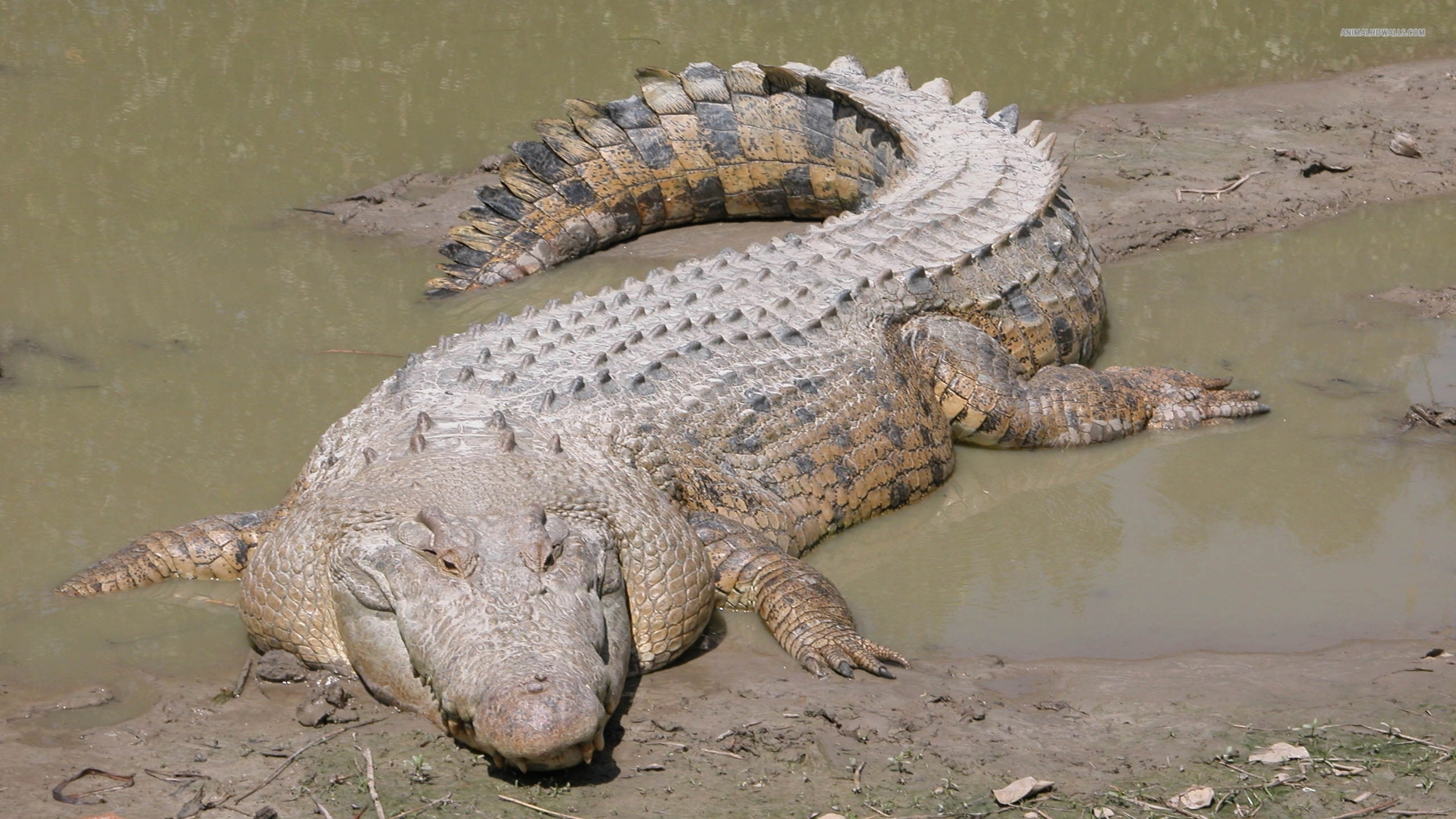 Komodo Dragon And Crocodile Size - HD Wallpaper 