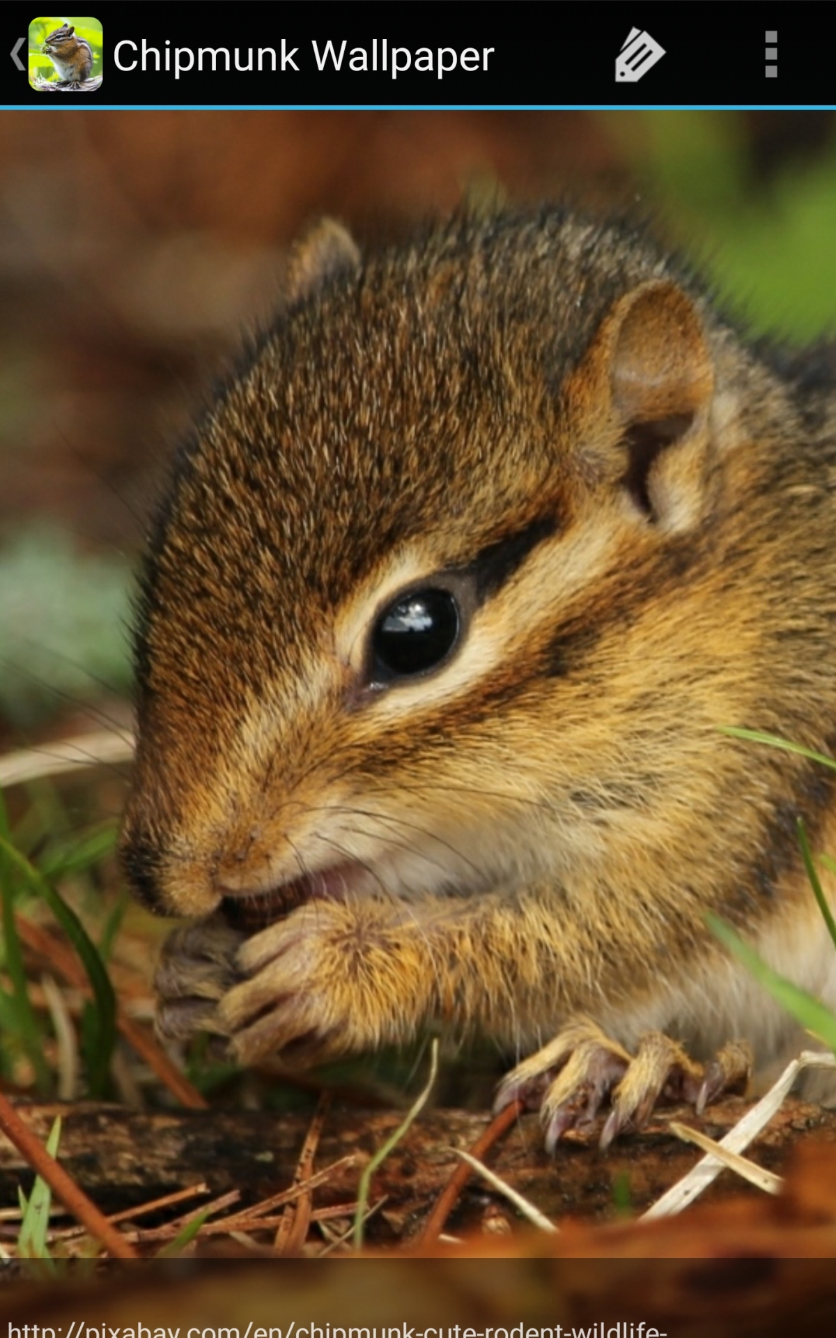 Chipmunk Totem - HD Wallpaper 