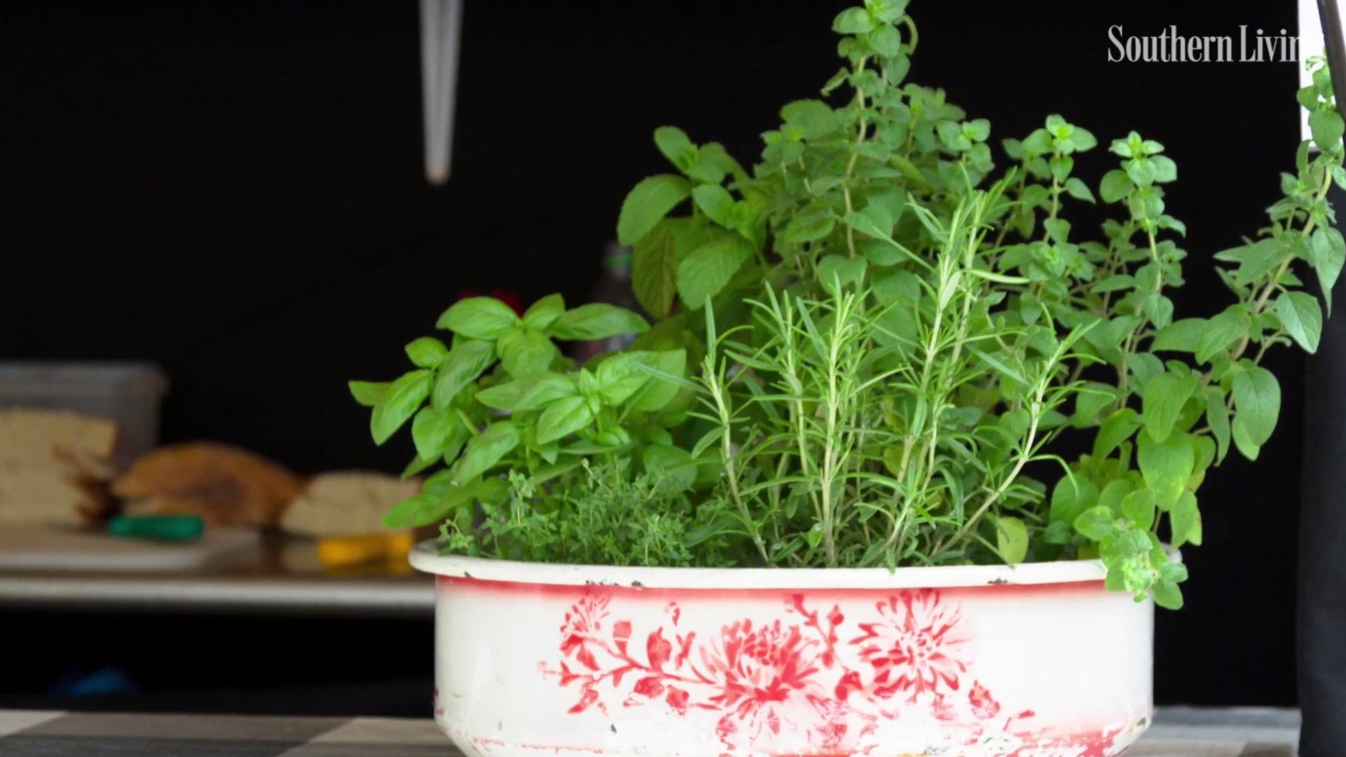 Houseplant - HD Wallpaper 