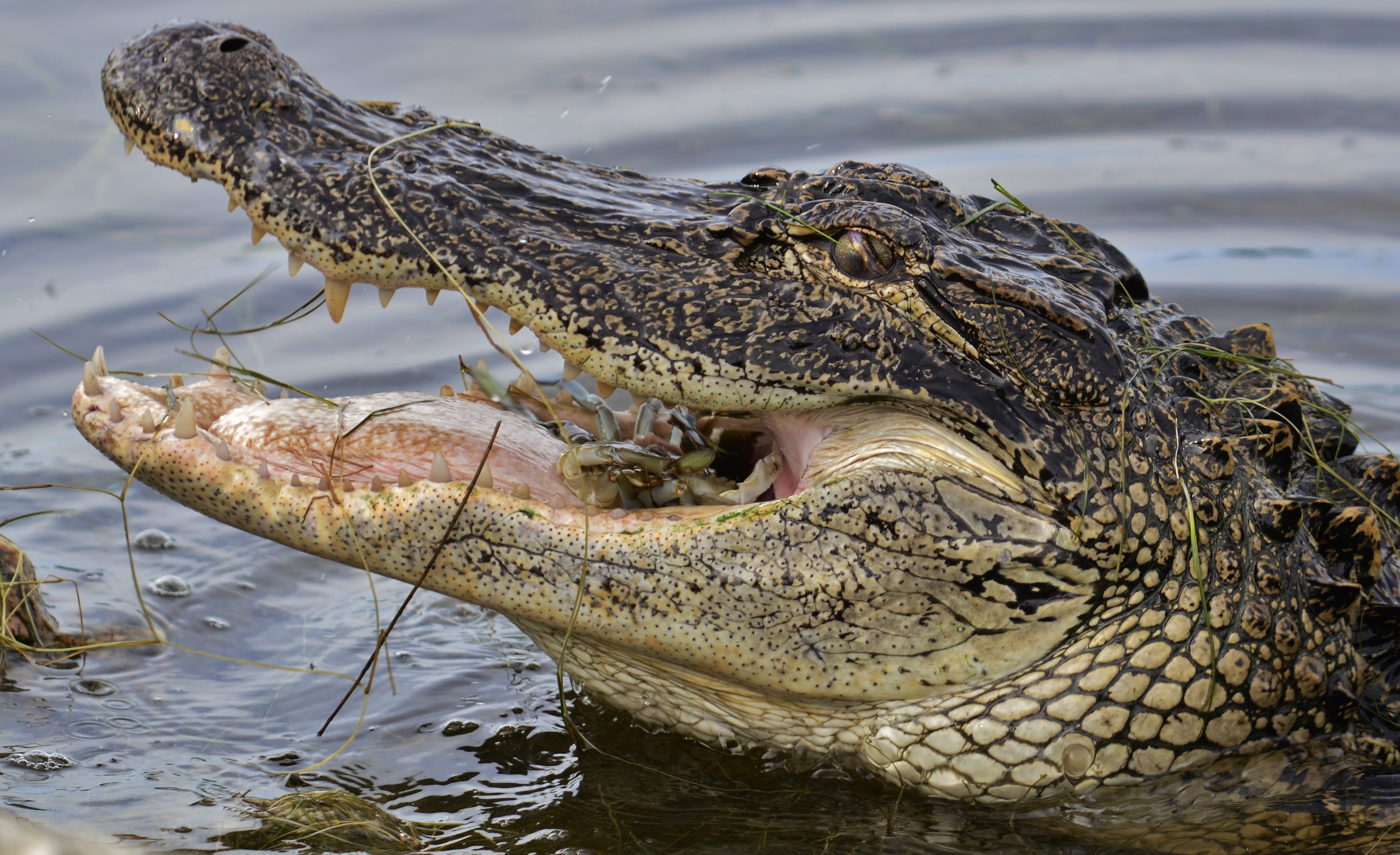 Amazing Alligator Pictures & Backgrounds - HD Wallpaper 