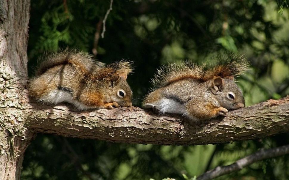 Chipmunks On A Tree Branch Wallpaper,animals Hd Wallpaper,1920x1200 - Fox Squirrel - HD Wallpaper 