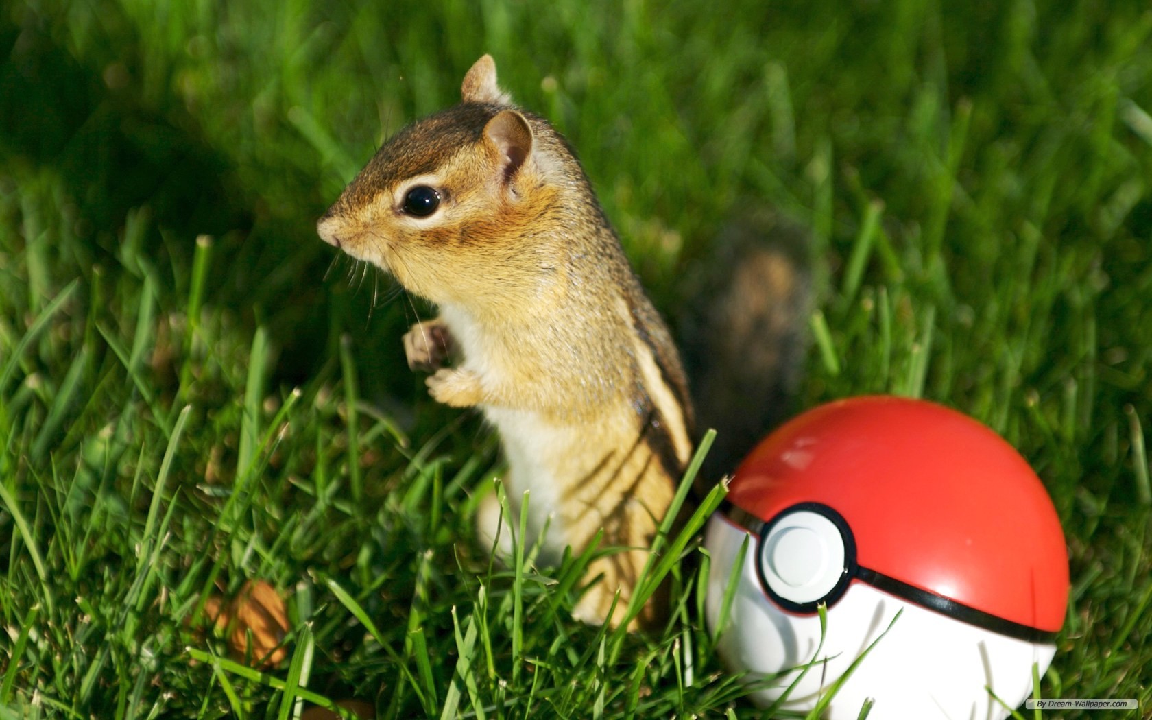Free Animal Wallpaper - Funny Chipmunk - HD Wallpaper 