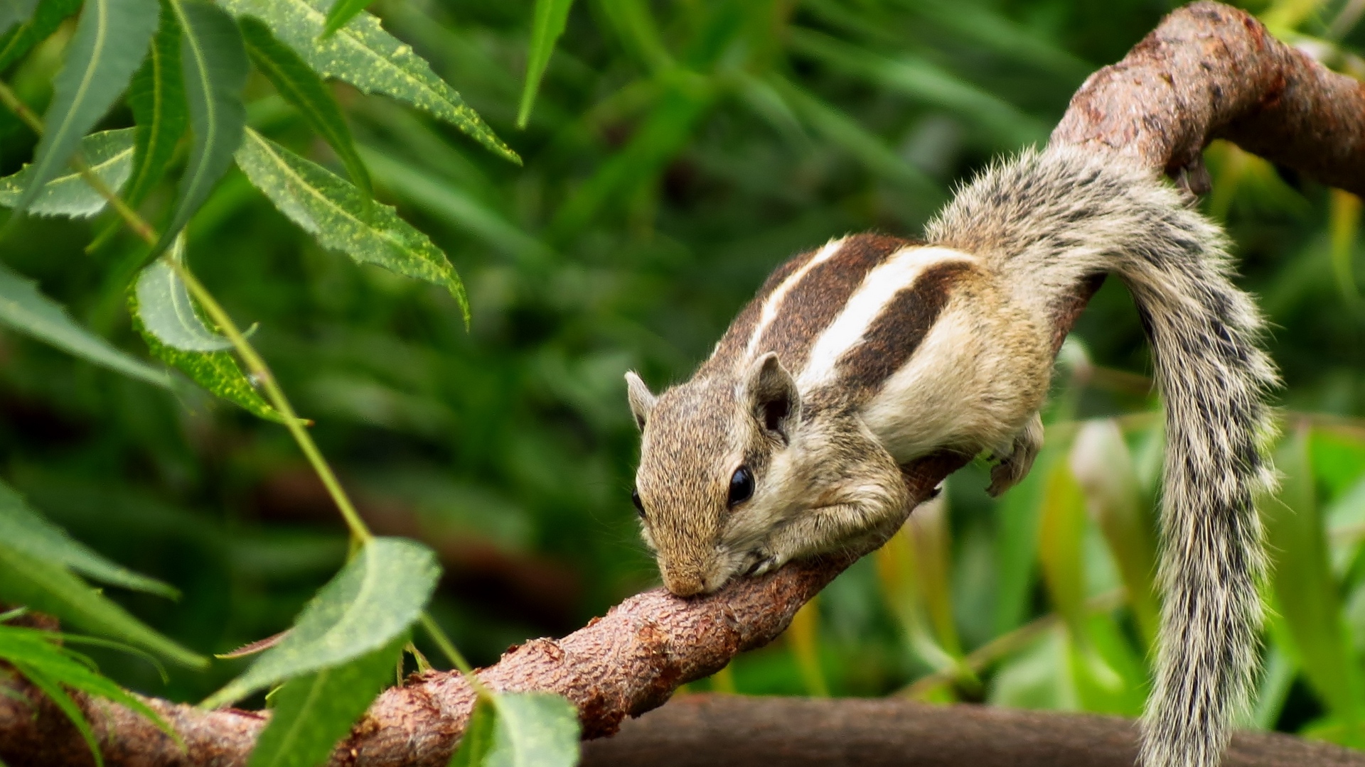 Wallpaper Chipmunk, Rodent, Lies, Branches - Millions Of Trees In The World Are Accidentally Planted - HD Wallpaper 