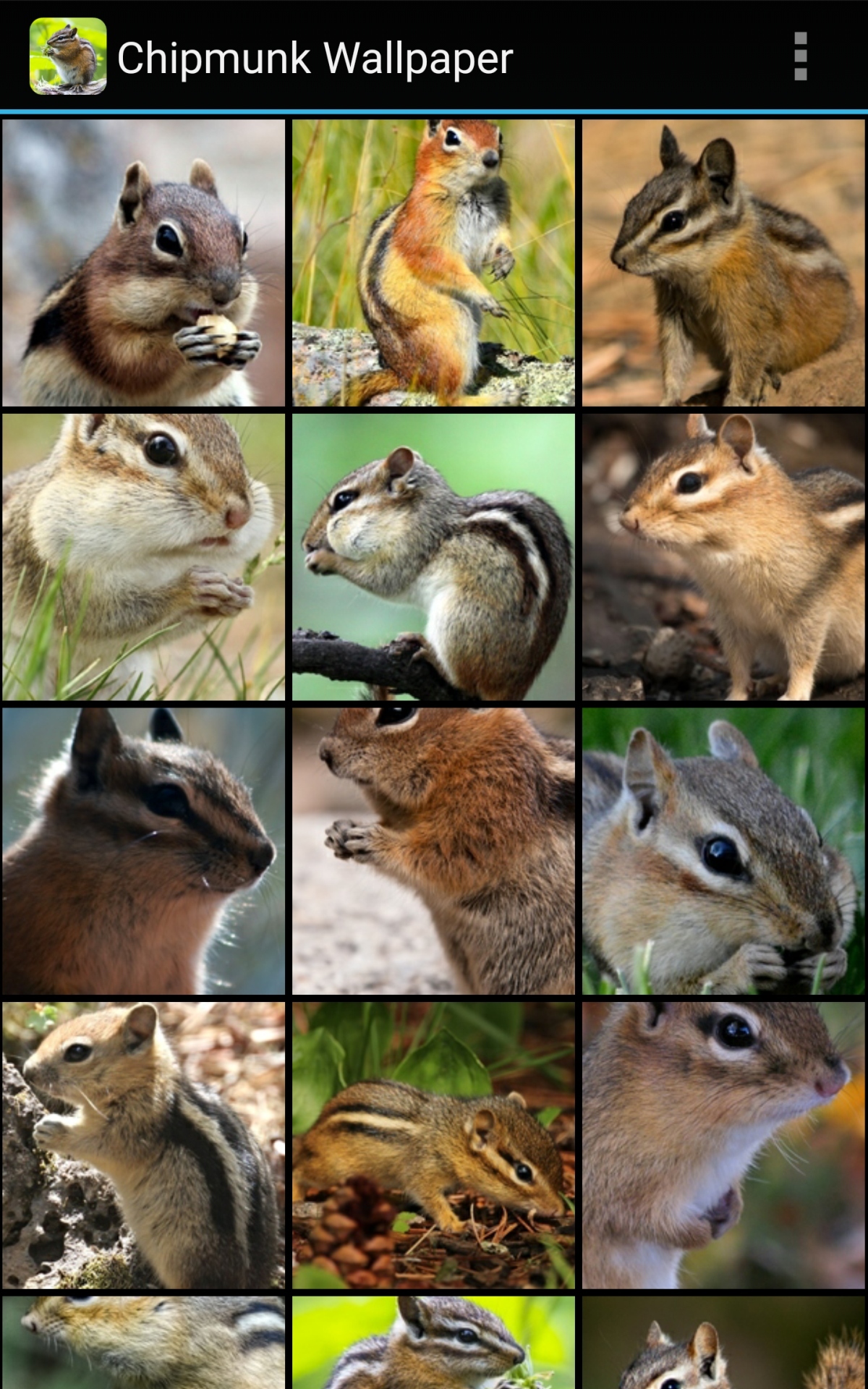 Organ Mountains Chipmunk - HD Wallpaper 