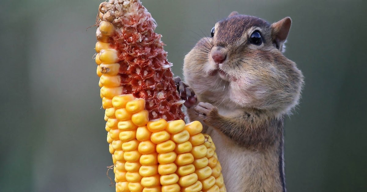 Chipmunk Eating Corn On The Cob - HD Wallpaper 