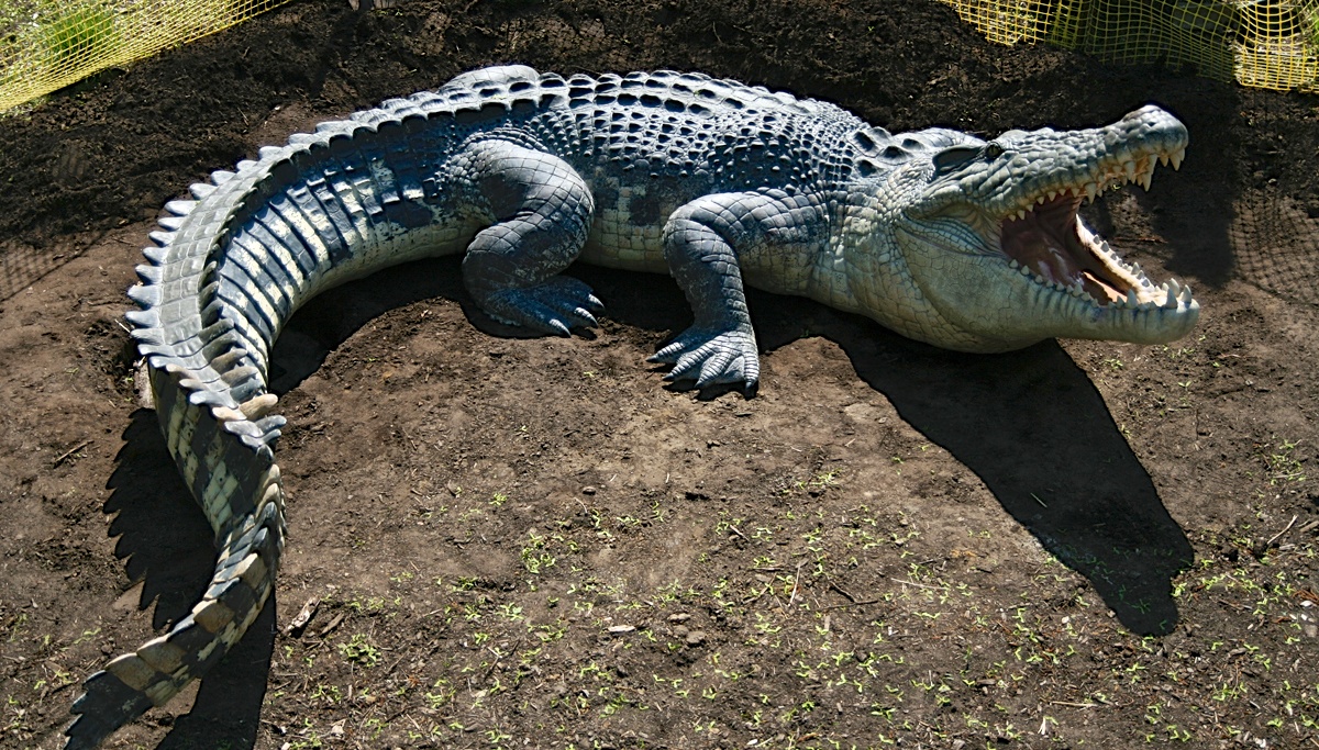 15 Most Dangerous And Deadliest Animals In The World - East Timor National Animal - 1200x683 Wallpaper 15 Most Dangerous And Deadliest Animals In The World - East Timor National Animal - 1200x683 Wallpaper