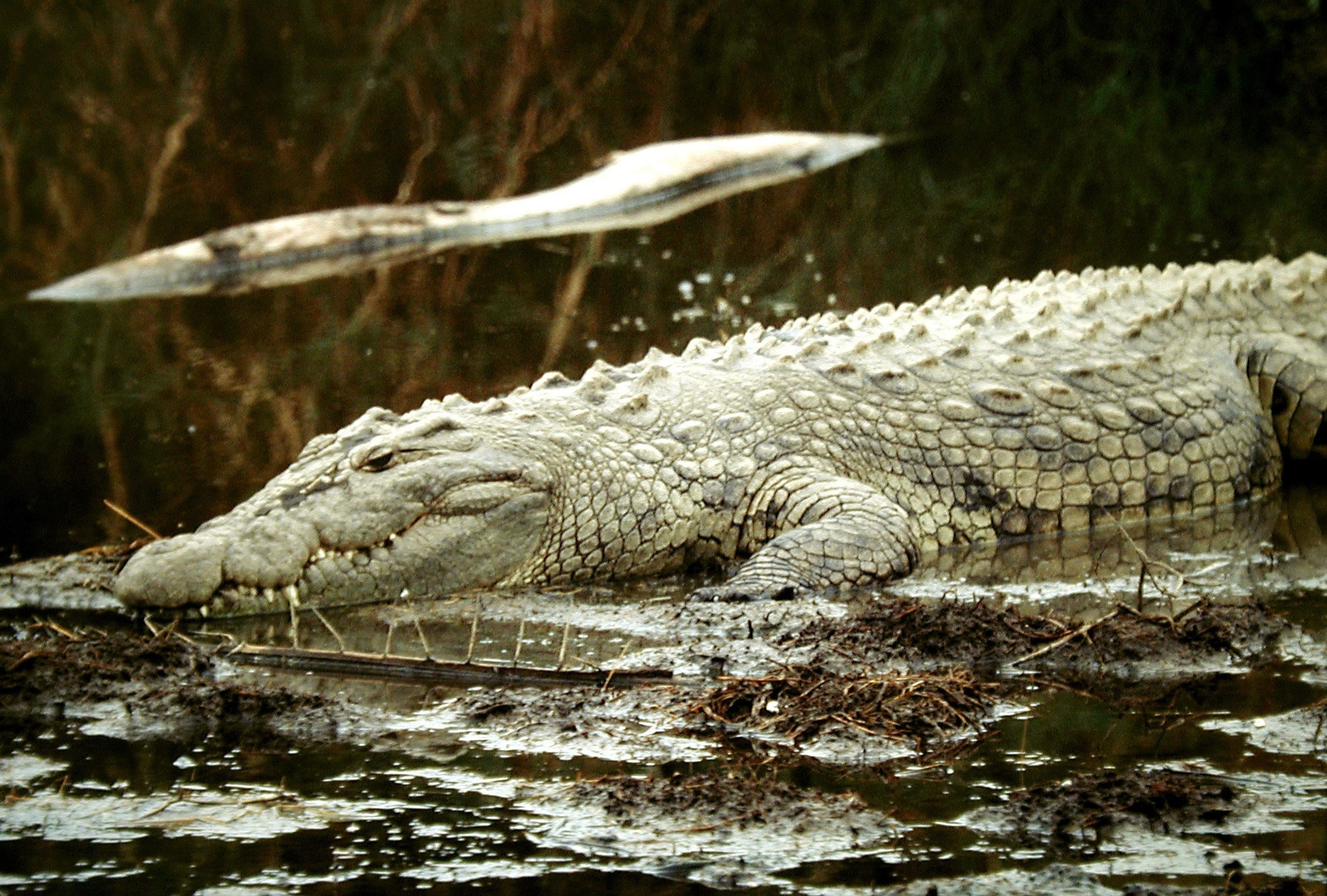 Crocodile - HD Wallpaper 