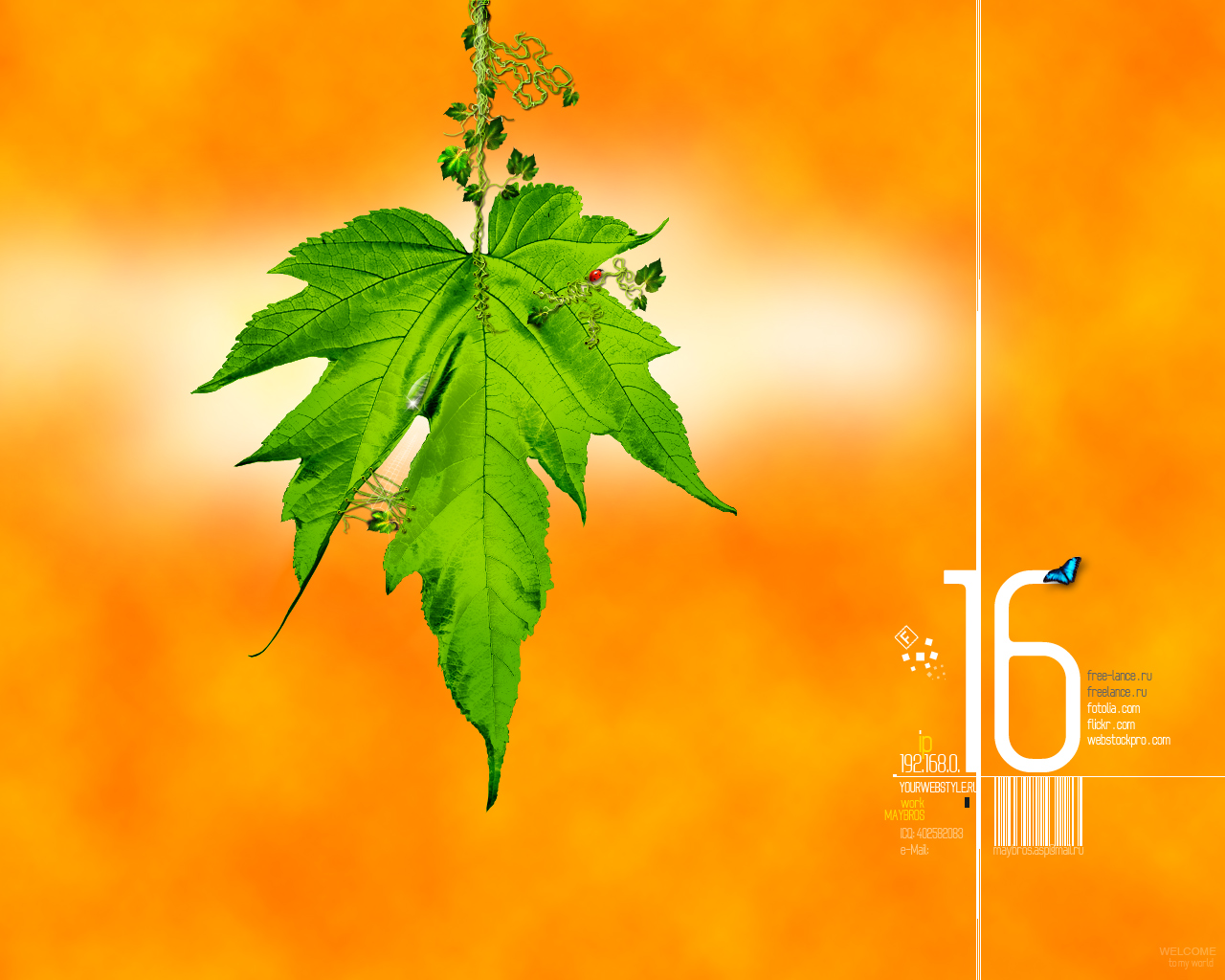 Maple Leaf - HD Wallpaper 
