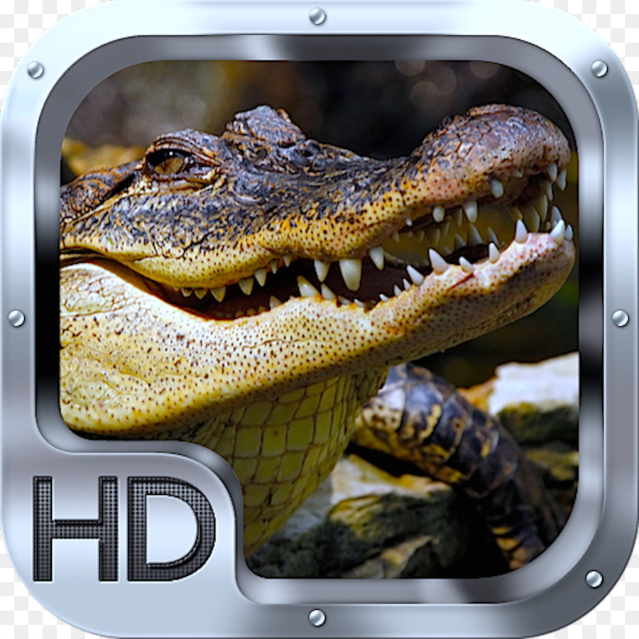 Crocodile Desktop Wallpaper High Definition Television - ฝัน เห็น จระเข้ ไล่ กัด - HD Wallpaper 