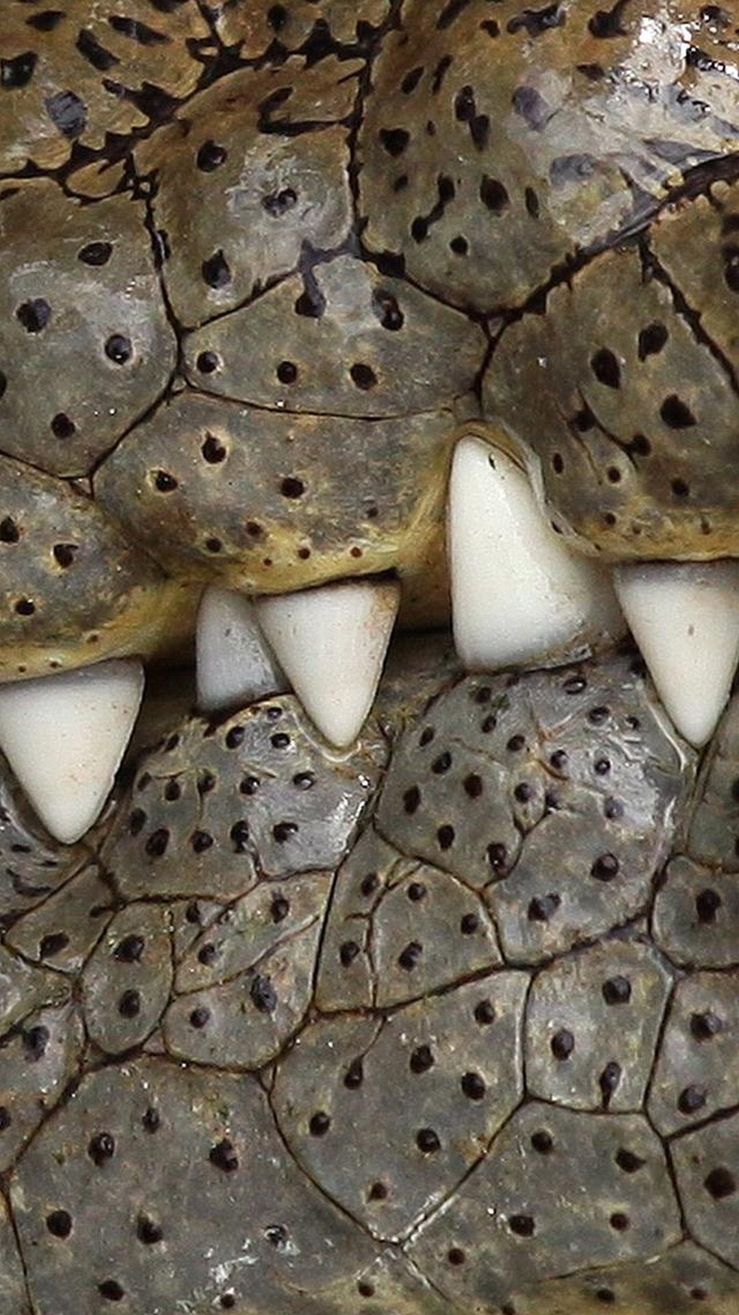 Crocodile Teeths - Crocodile Wallpaper Phone - HD Wallpaper 