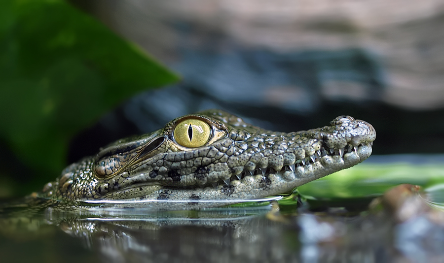 Ultra Hd Crocodile Wallpapers - HD Wallpaper 