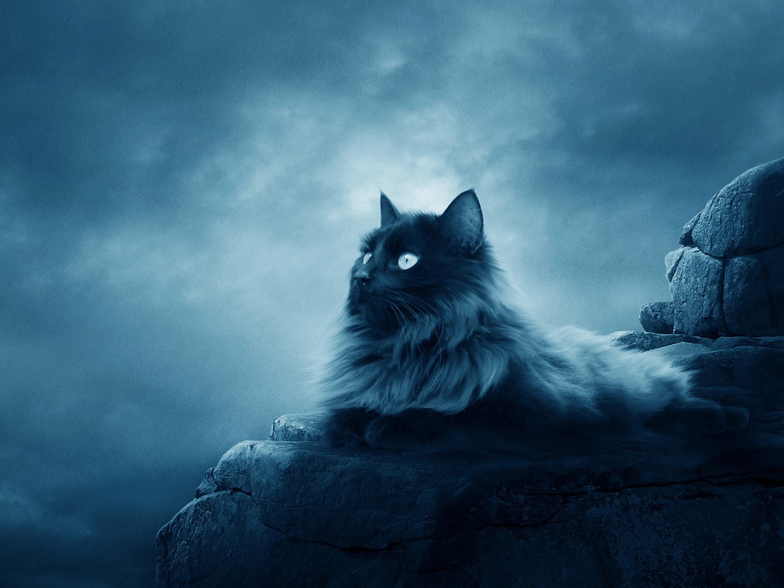 Full Moon Cat1 Creative Hd Wallpapers - Masaüstü Arka Plan Hd - HD Wallpaper 