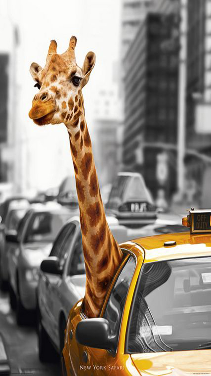 New York Safari - HD Wallpaper 