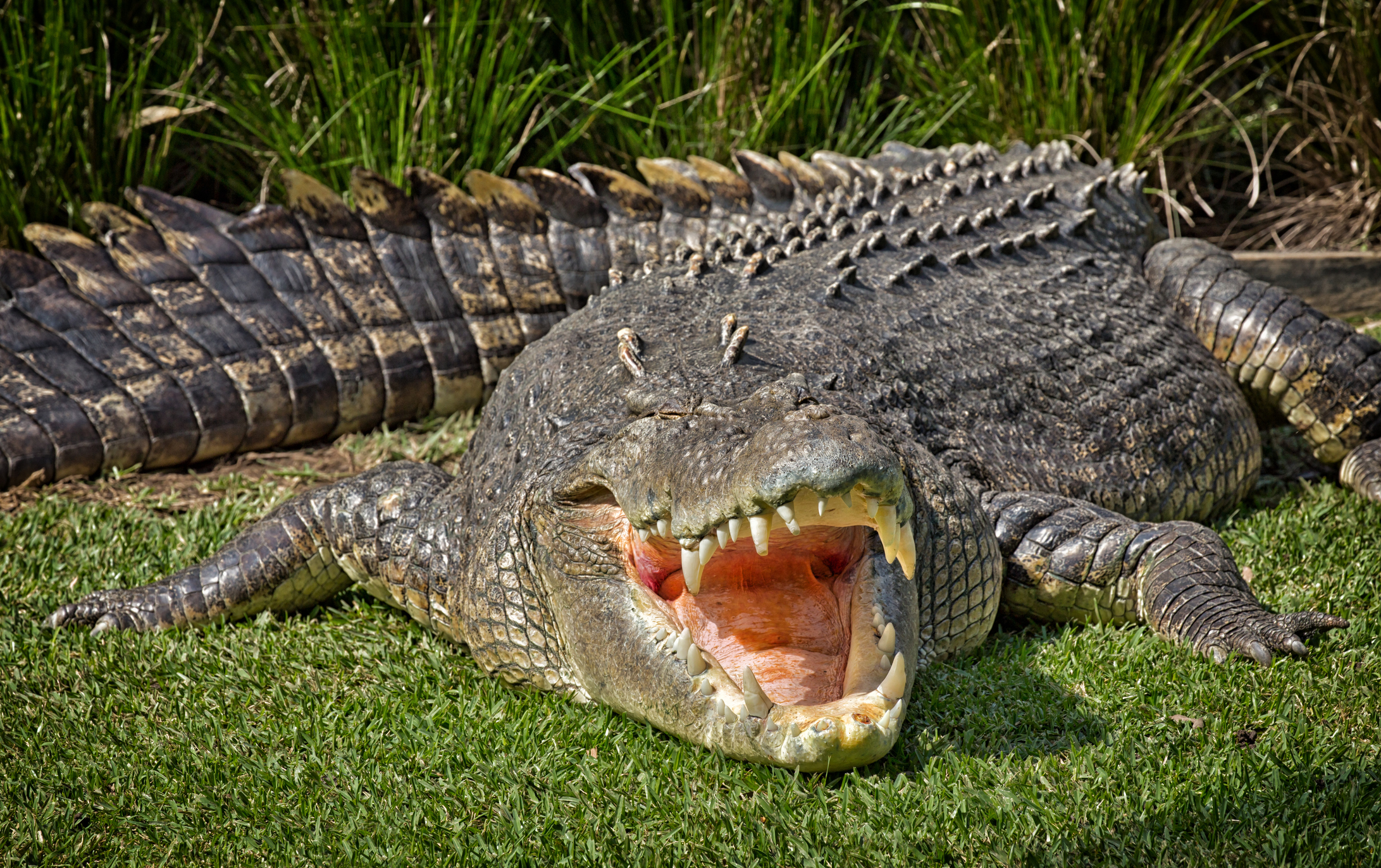Crocodile, Reptile, Australia, Stock, Getty, Saltwater - Australian Crocodile - HD Wallpaper 