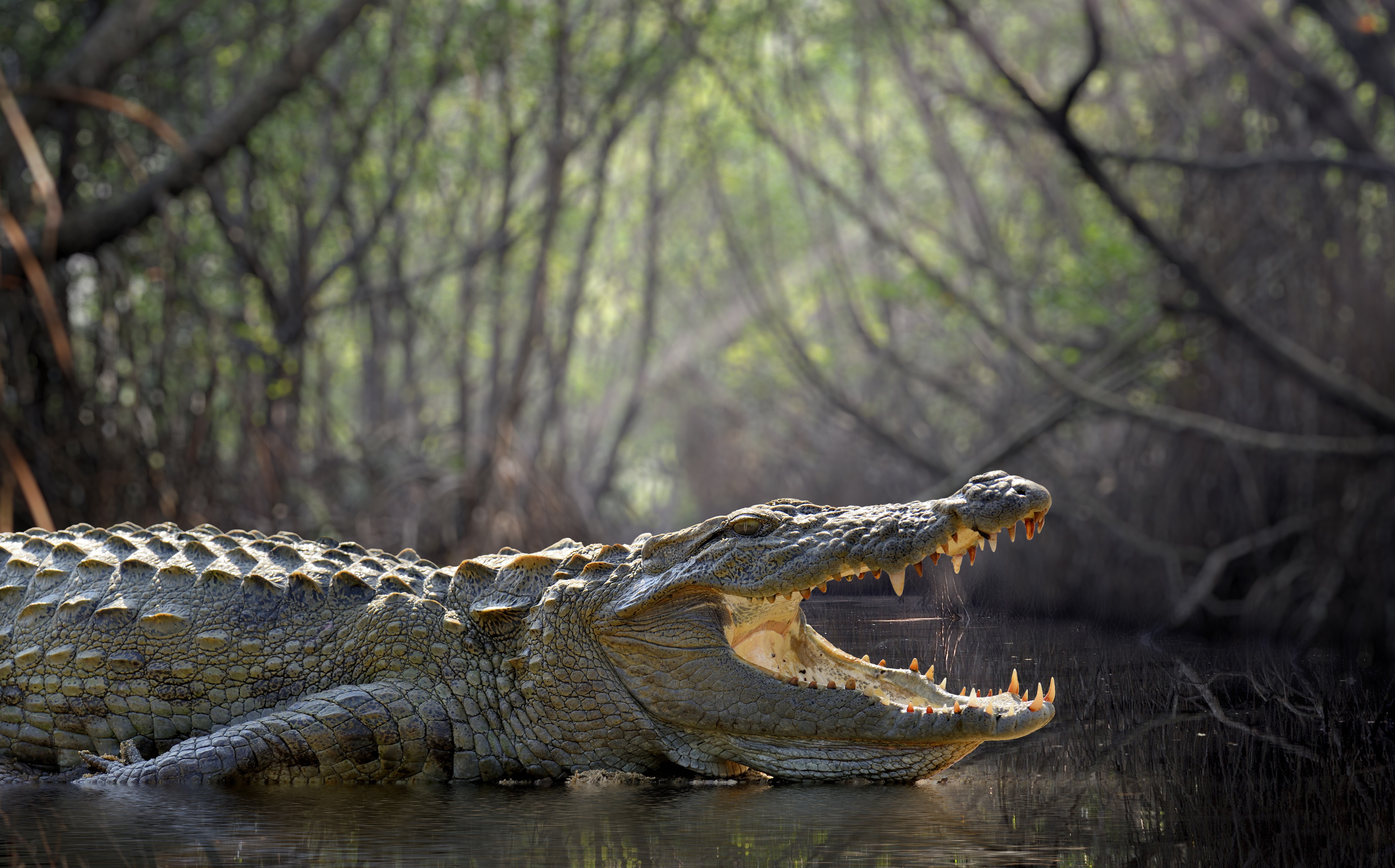 Krokodil 4k - HD Wallpaper 