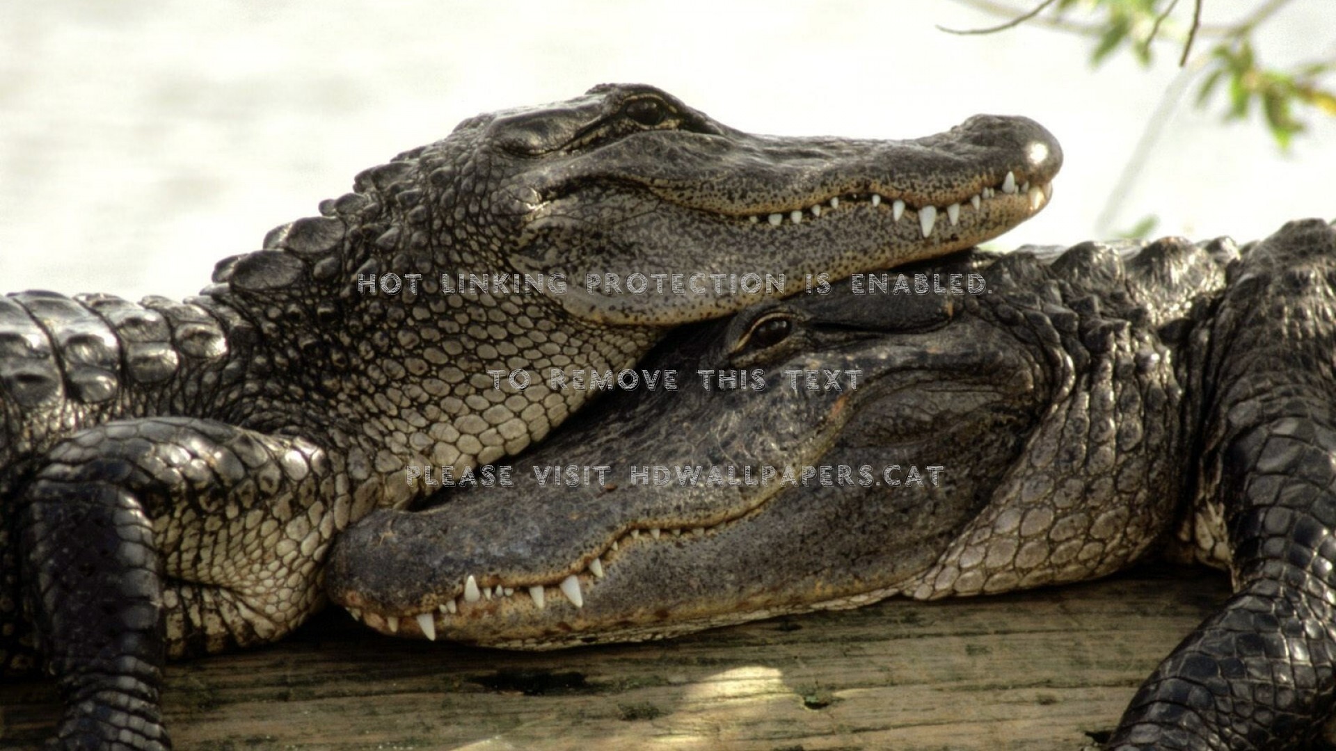 Crocodiles In Love Wild Reptil Animal - Love Of A Crocodile - HD Wallpaper 