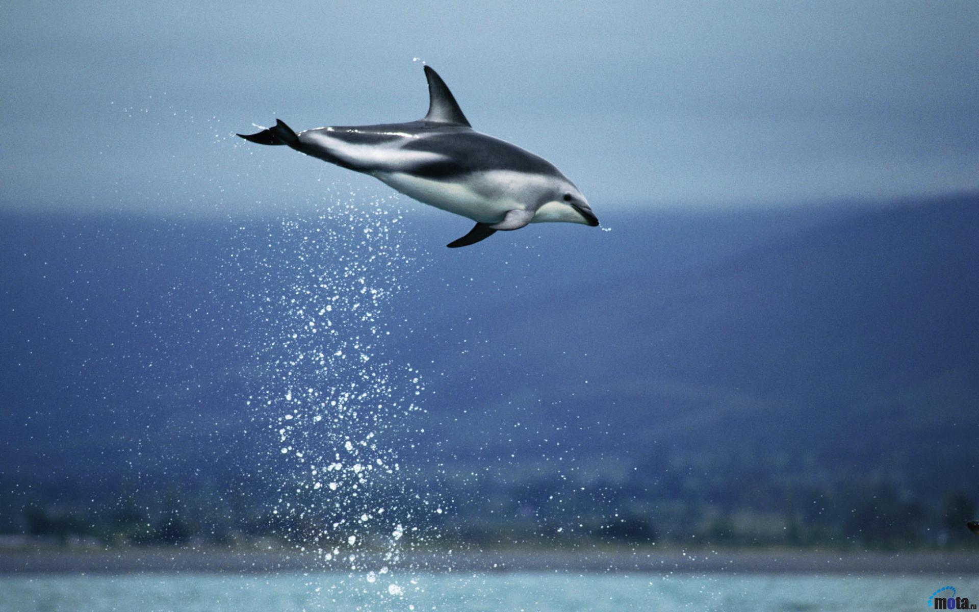 Resolution Animated Dolphin Leaping Dusky Zeal Wallpapers - Dusky Dolphin Gif - HD Wallpaper 