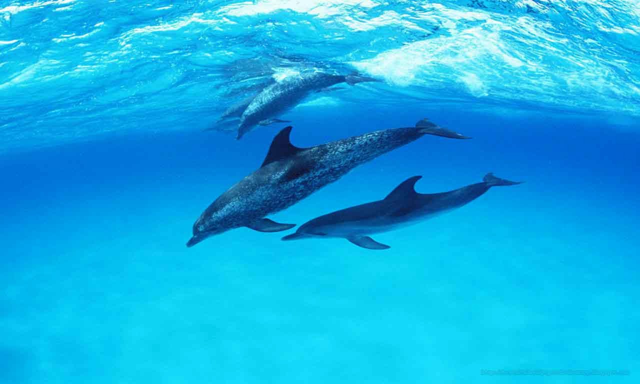 Cute Dolphins In Water - HD Wallpaper 