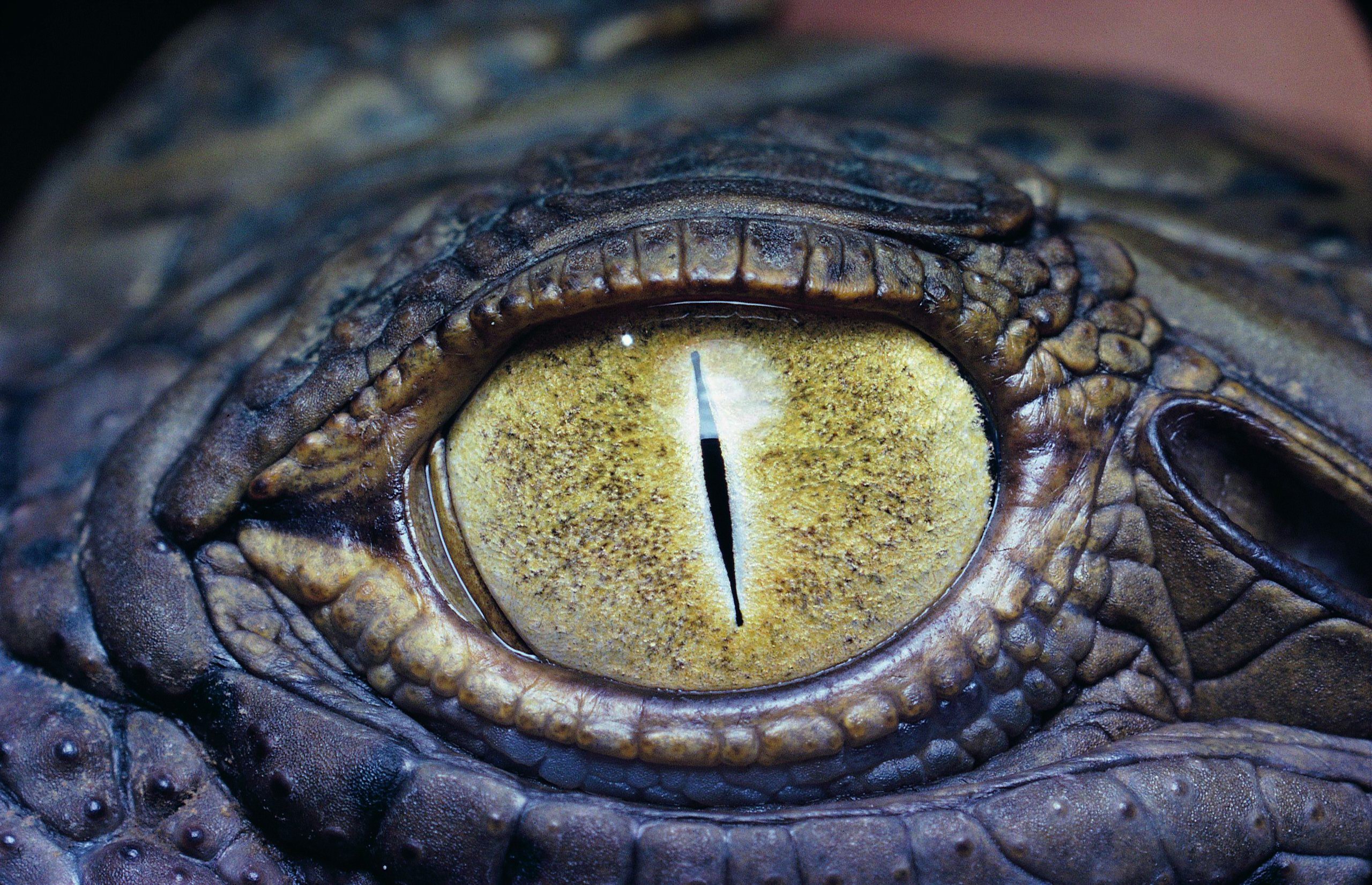 Eye Of The Crocodile - Alligator Eye Close Up - HD Wallpaper 