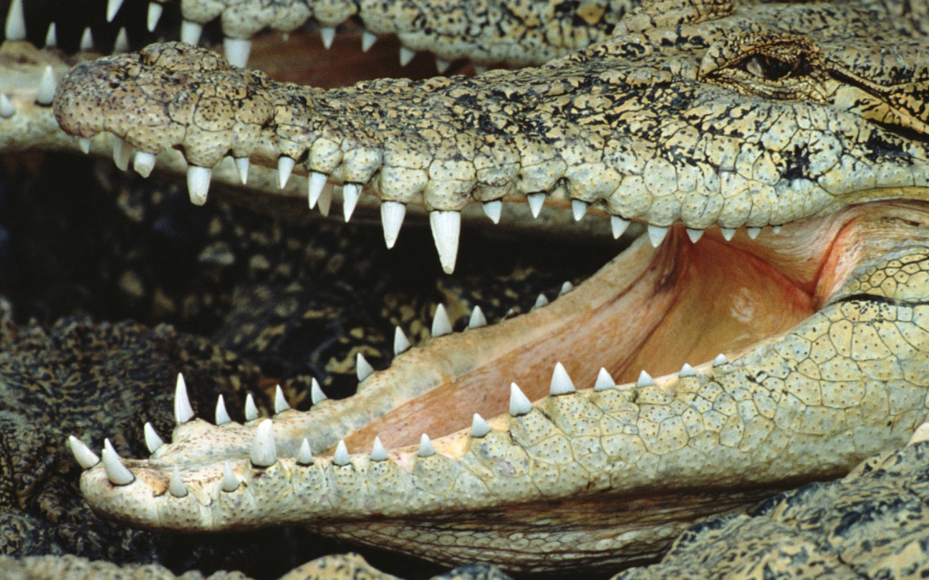 Crocodile Wallpaper Wild Animals Wallpapers
crocodile - Krokodil Teeth - HD Wallpaper 