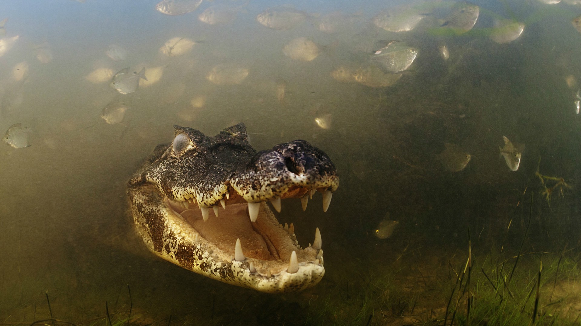 Fish Hunting Under Water Crocodile - HD Wallpaper 