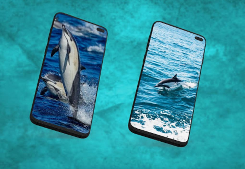 Grey Whale - HD Wallpaper 