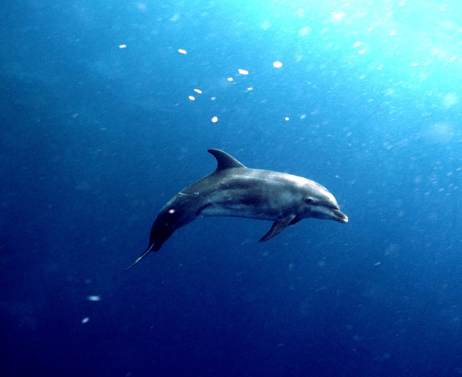 Dolphin In Water, Photo, Dolphin, Wallpaper, Download - Dolphin - HD Wallpaper 