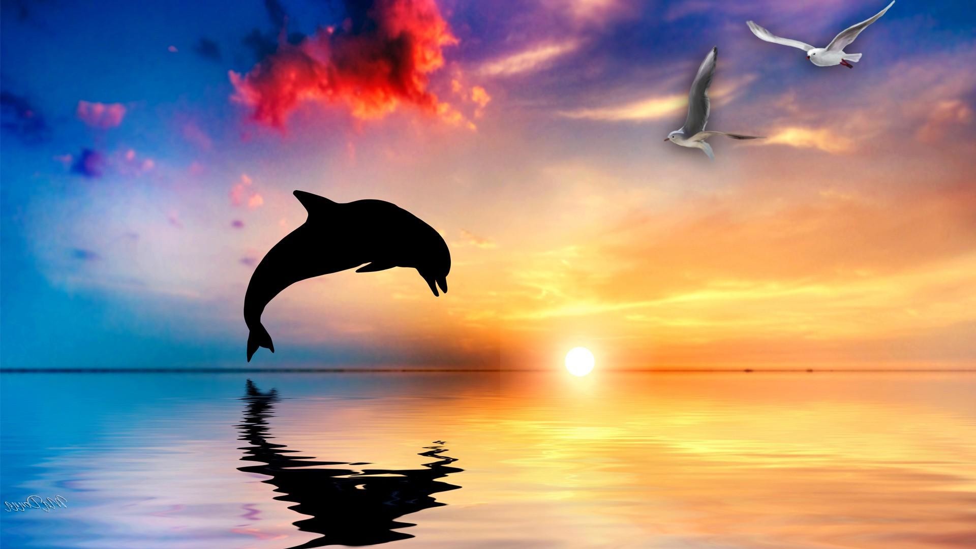 Dolphin Wallpapers Hd Pictures One Hd Wallpaper Pictures - Dolphin Backgrounds - HD Wallpaper 