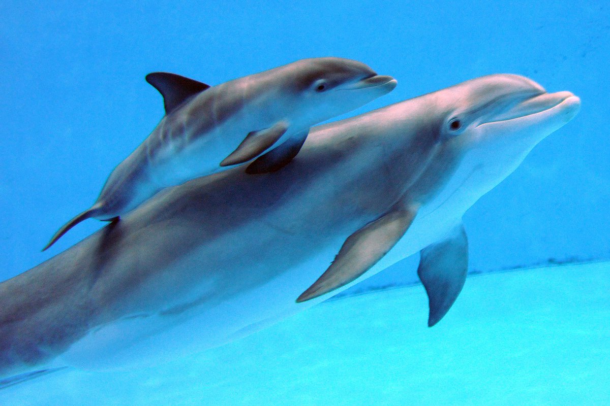Dolphin Mom And Baby - 1200x800 Wallpaper 