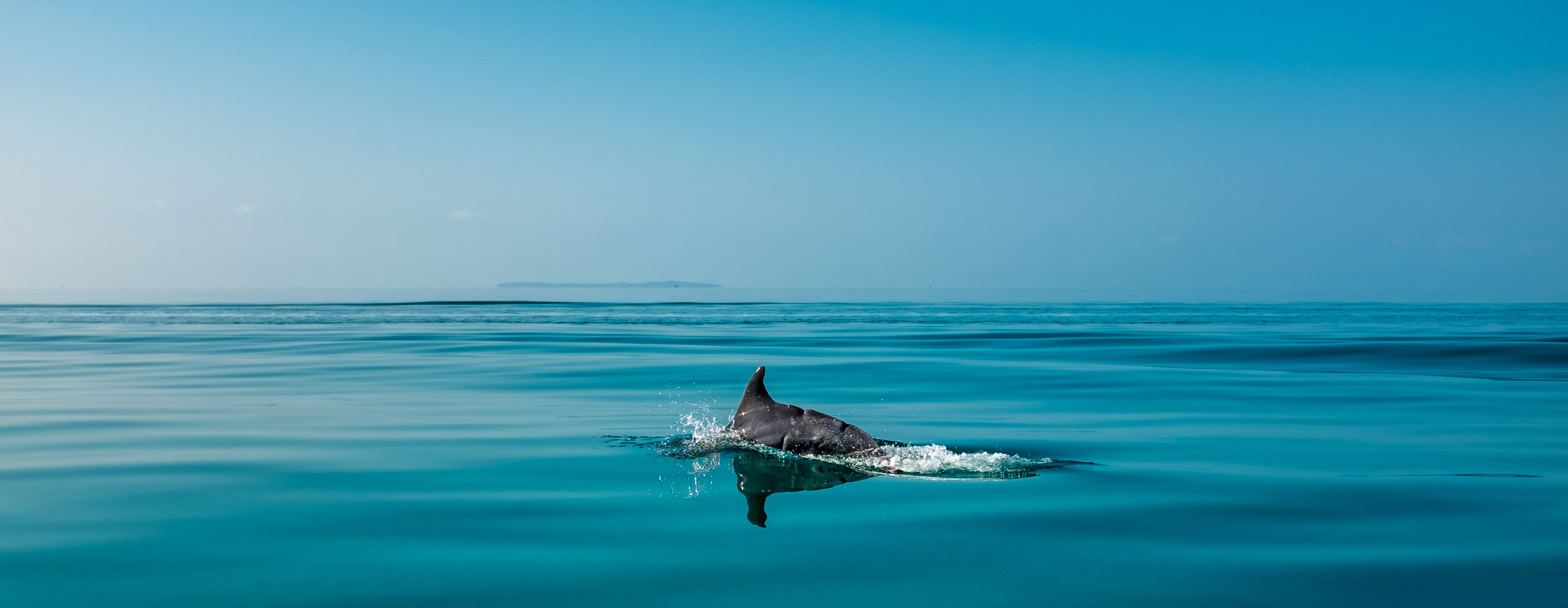 Dolphin 4k - HD Wallpaper 