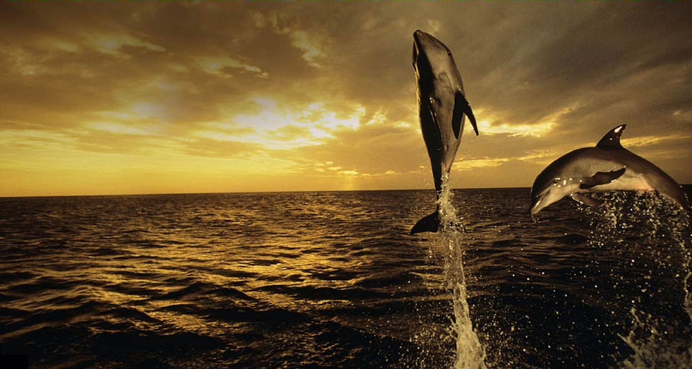 Dolphin - HD Wallpaper 