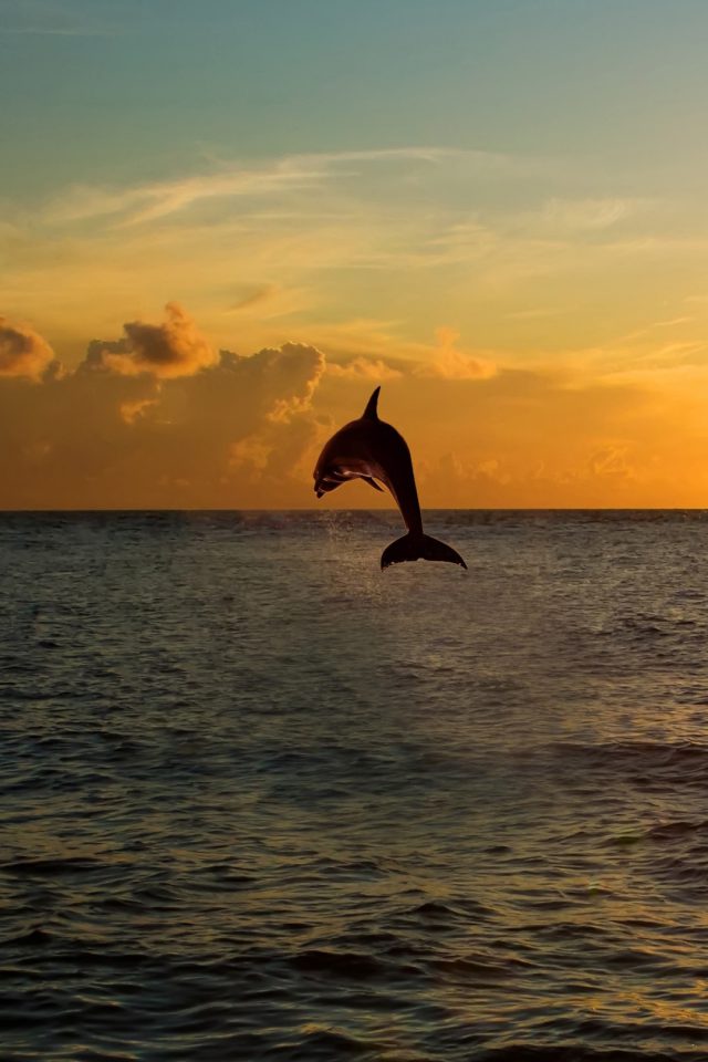 Dolphin Jumping Out Of The Sea In Florida Iphone Wallpaper - Iphone 6 Wallpaper Dolphin - HD Wallpaper 