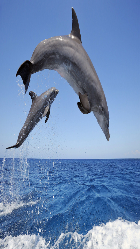 Dolphin With Their Baby - HD Wallpaper 