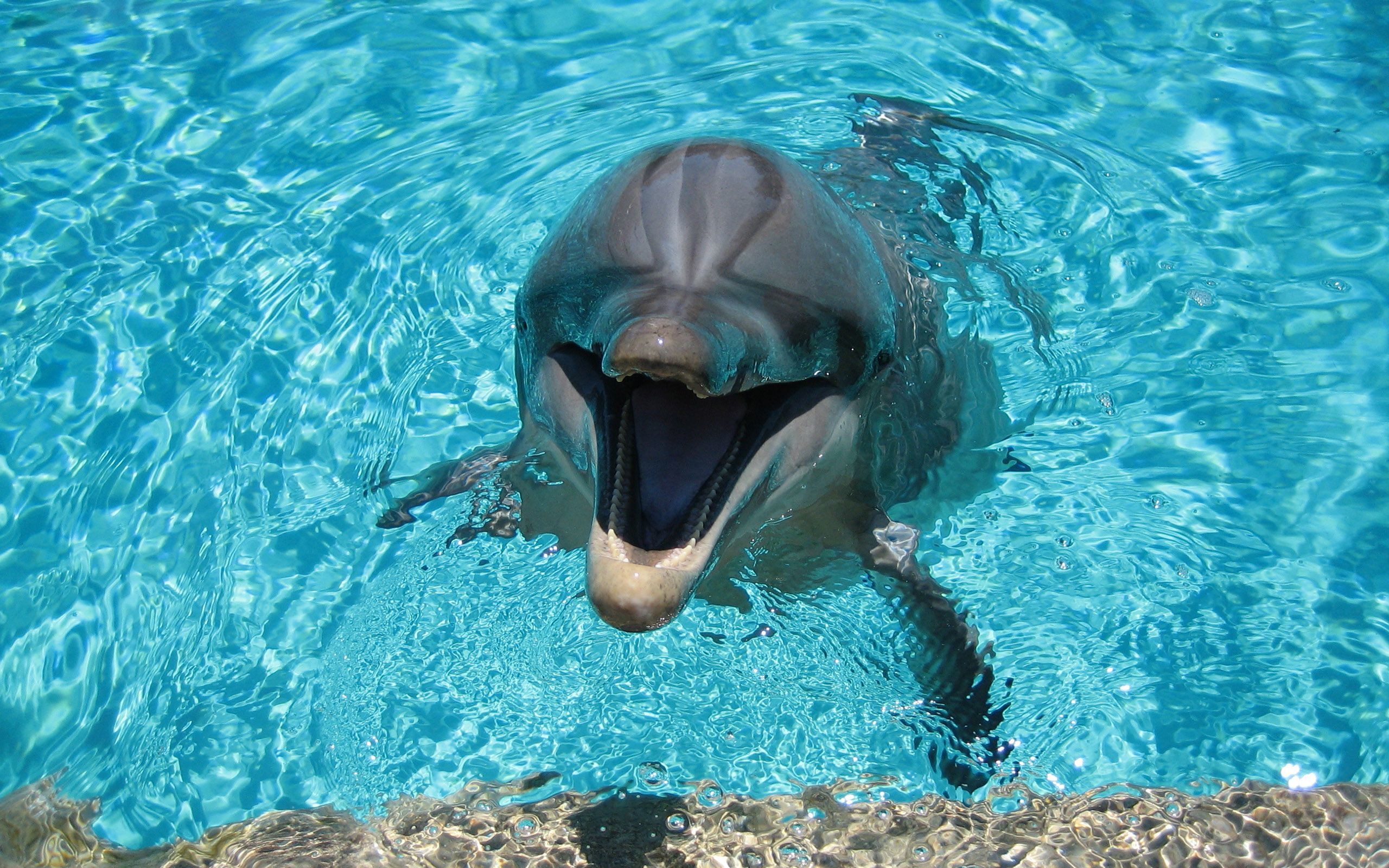 Dolphin In A Pool - HD Wallpaper 