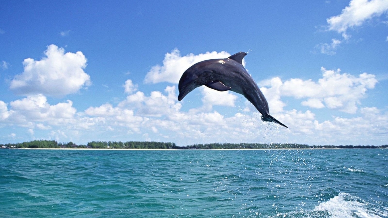 Human Friendly Water Animal - HD Wallpaper 