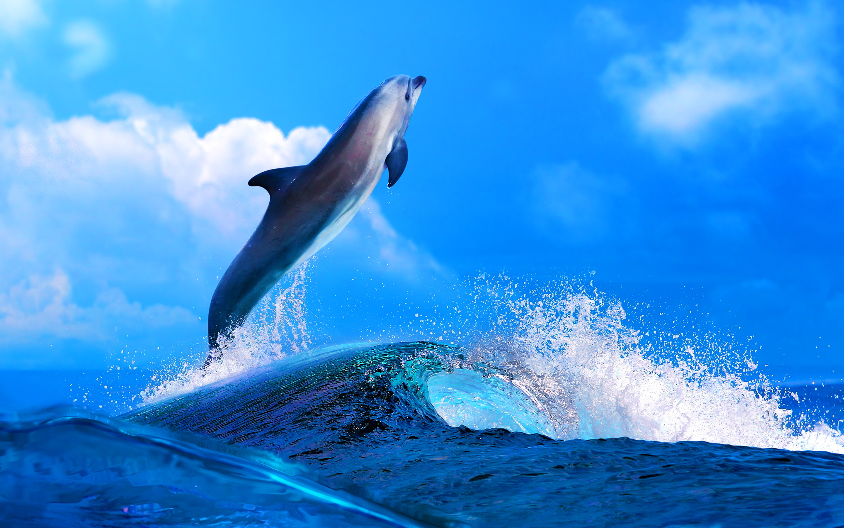 Dolphin - HD Wallpaper 