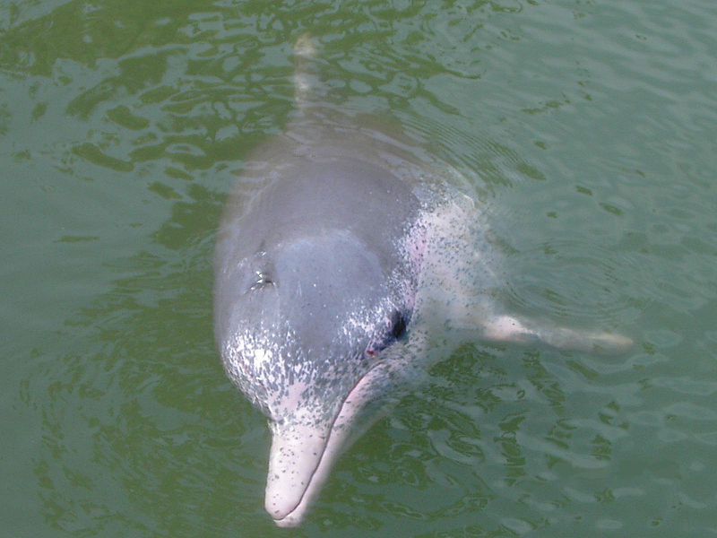 Free Amazon River Dolphin Wallpaper Wallpapers And - Gangetic Dolphins Of Sundarbans - HD Wallpaper 