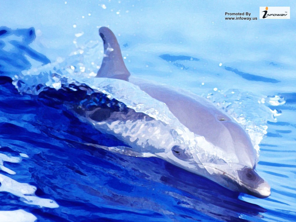 The Best Top Desktop Dolphin Wallpapers Hd Dolphins - Most Beautiful Dolphin Ever - HD Wallpaper 