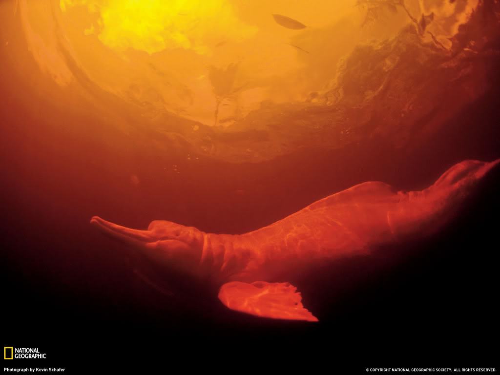 Pd15 - Fresh Water Dolphin - HD Wallpaper 