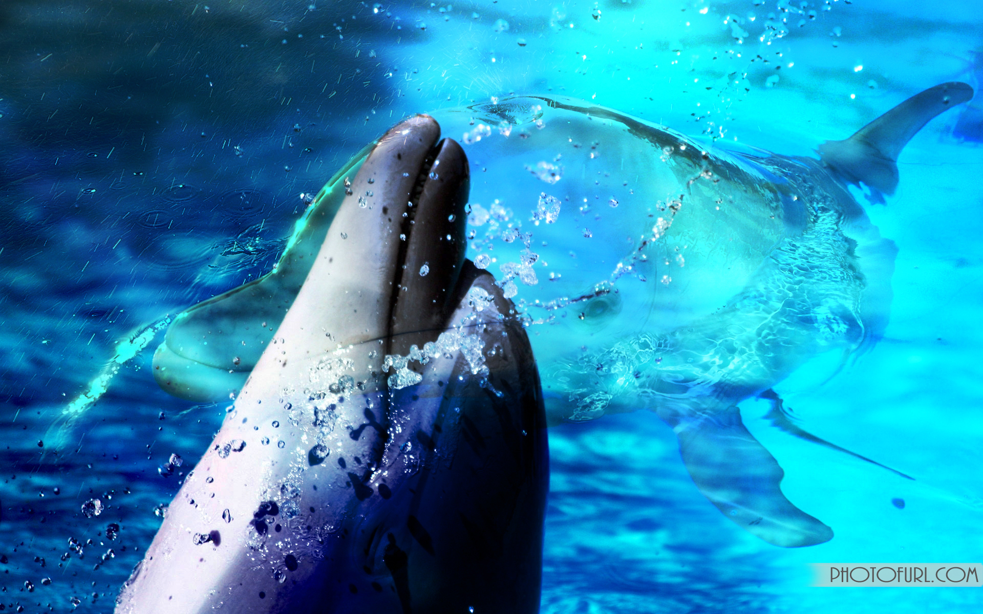 Animated Dolphin Wallpapers Hd Free - Дельфин - 1920x1200 Wallpaper -  