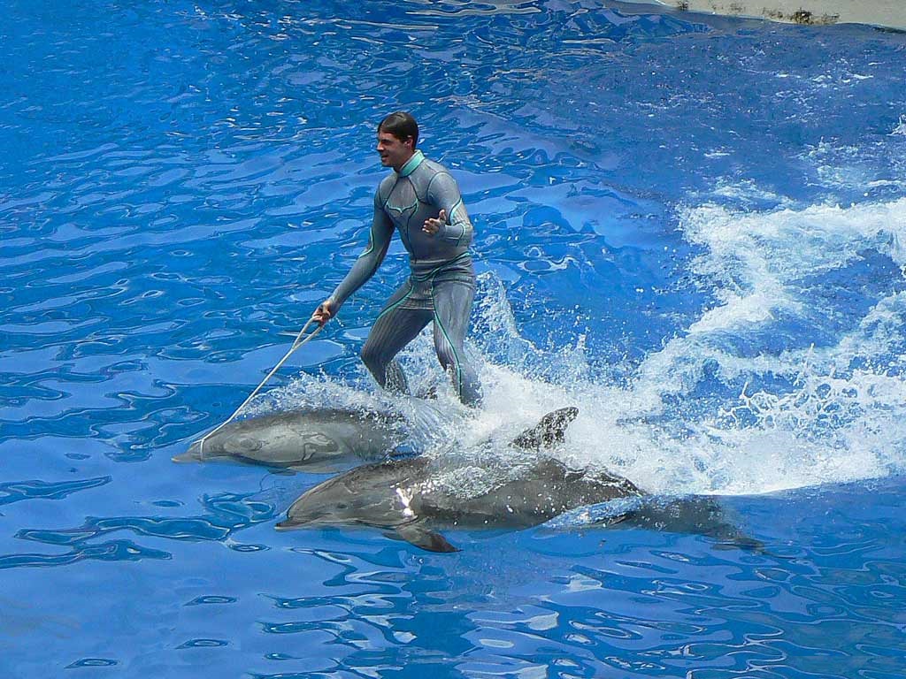 Cute Dolphin And Girl Wallpaper Full Hd - Dolphins At Sea World - HD Wallpaper 