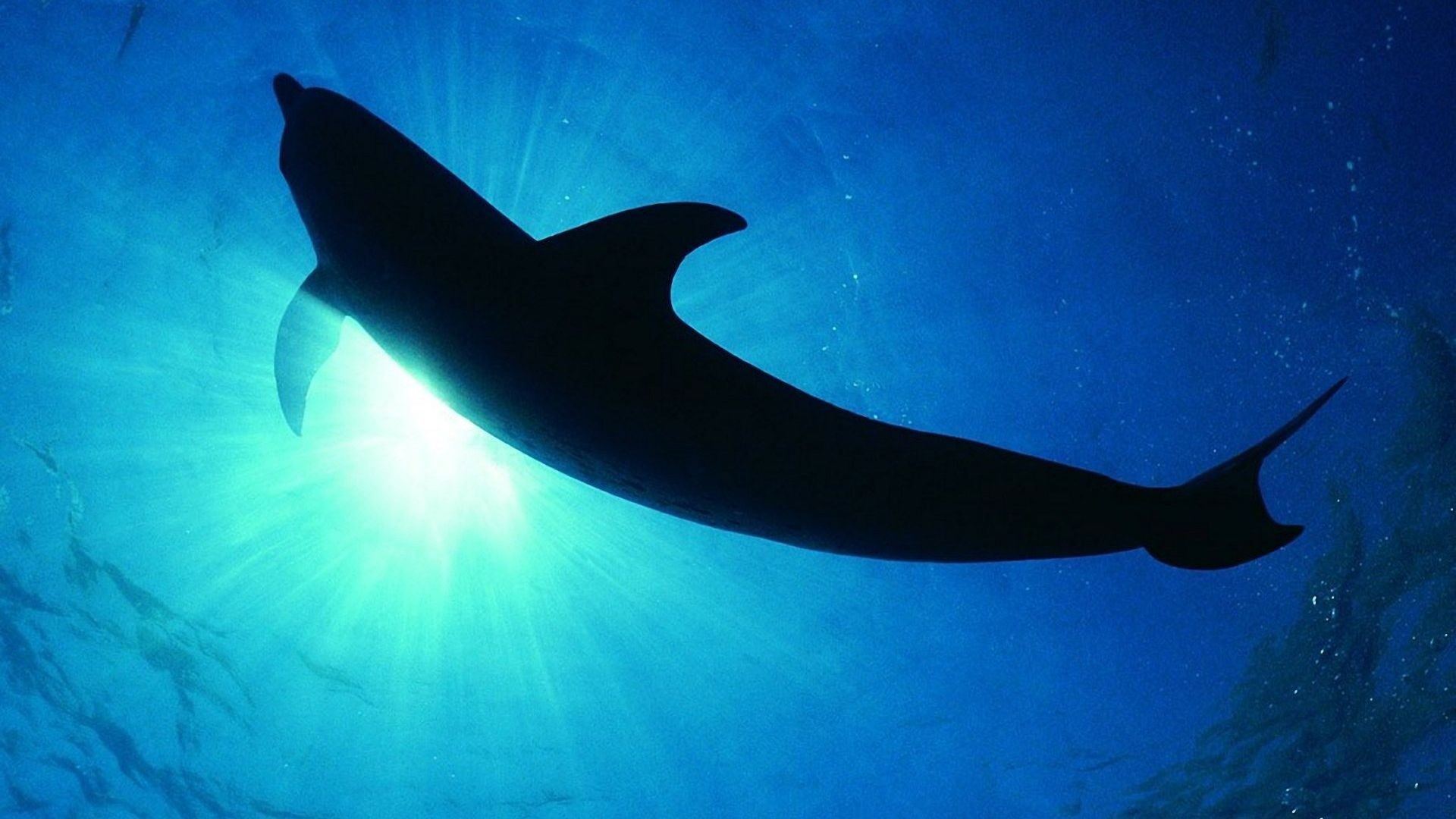 Underwater - HD Wallpaper 